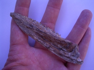 Stratodus Kiefer mit vielen Zähnen