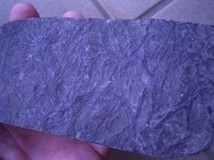 Gametophyten aus dem Devon #1