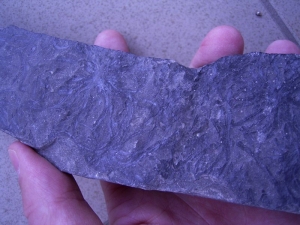 Gametophyten aus dem Devon #1