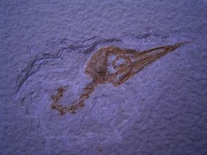 Vogel Schädel aus Wyoming