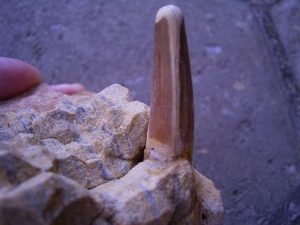 Spinosaurus Zahn auf Stein