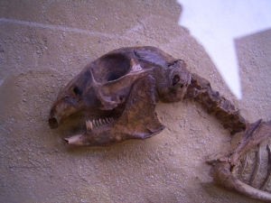 Prolagus Skelett