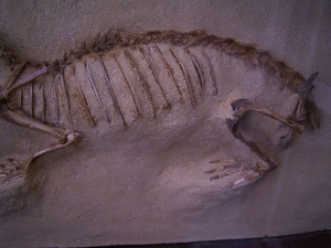 Prolagus Skelett