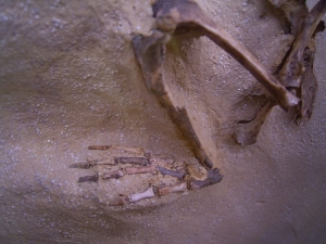 Prolagus Skelett