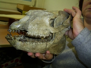 Hyracodon Schädel