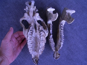 Hyracodon Schädel