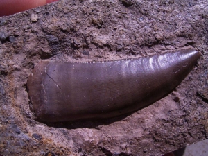 Batrochotomus Zahn aus Kupferzell