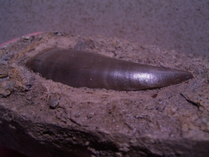 Batrochotomus Zahn aus Kupferzell