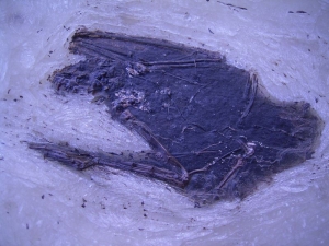 Fledermaus aus Messel