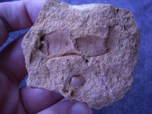 Krebs-Schere Protocallinassa antiqua