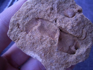 Krebs-Schere Protocallinassa antiqua