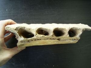 Carcharodontosaurus Kiefer