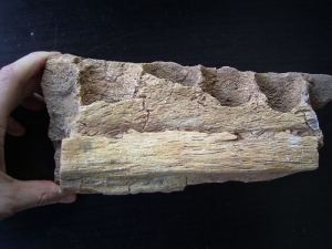 Carcharodontosaurus Kiefer