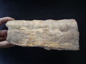 Carcharodontosaurus Kiefer