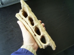 Carcharodontosaurus Kiefer