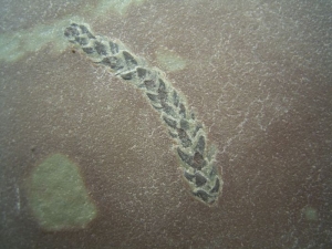 Pflanze aus Friedrichsroda