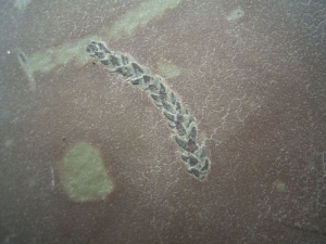 Pflanze aus Friedrichsroda