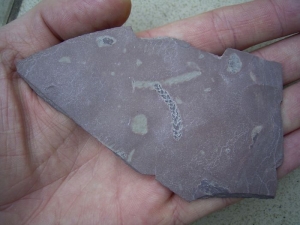 Pflanze aus Friedrichsroda