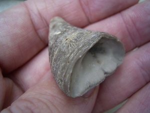 Calceola sandalina, devonian age