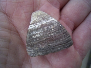 Calceola sandalina, devonian age
