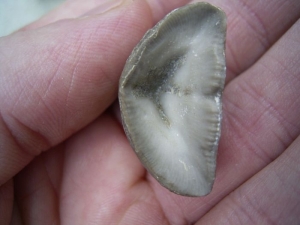 Calceola sandalina, devonian age