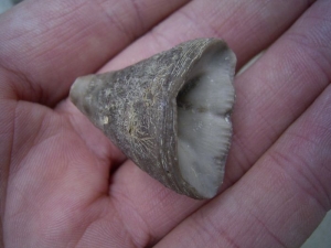 Calceola sandalina, devonian age