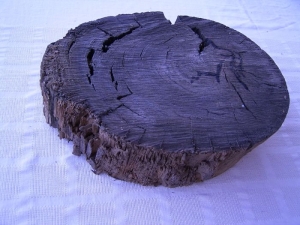 Mooreiche 8000 Jahre alt