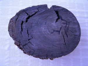 Mooreiche 8000 Jahre alt