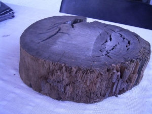 Mooreiche 8000 Jahre alt