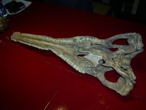 Phytosaur skull upper triassic