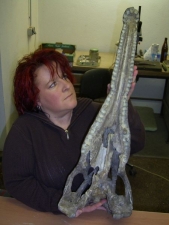 Phytosaurus Schädel aus dem Keuper