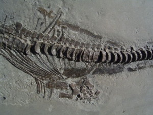Ichthyosaurus aus Holzmaden