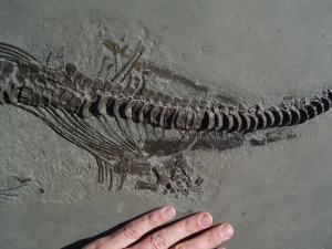 Ichthyosaurus aus Holzmaden