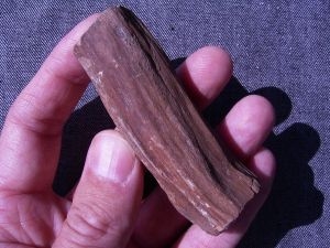Wood miocene age