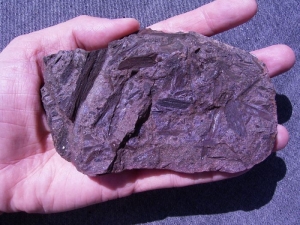 Pflanzen aus dem Keuper von Rügen