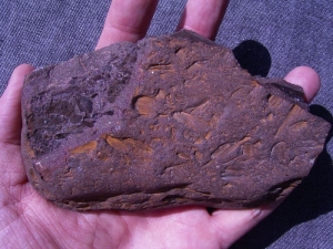 Pflanzen aus dem Keuper von Rügen