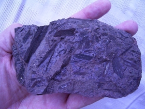 Pflanzen aus dem Keuper von Rügen