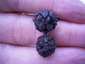 Zapfen vom Mammutbaum