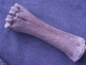 Bison Metacarpale