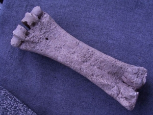 Bison Metacarpale