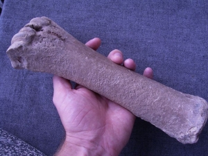 Bison Metacarpale