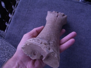 Bison Metacarpale