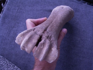 Bison Metacarpale