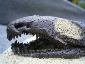 A2 Komplettes Skelett eines Reptils aus dem Perm