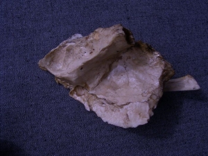 (2) Reproduktion des Schläfenbeins von Arago XXI