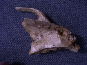 (2) Reproduktion des Schläfenbeins von Arago XXI