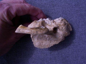 (2) Reproduktion des Schläfenbeins von Arago XXI