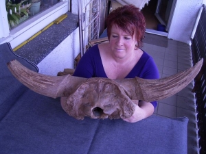 Bison Schädel