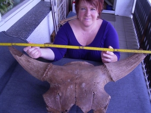 Bison Schädel