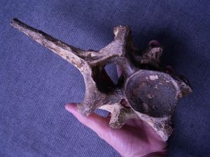Rhinoceros vertebra
